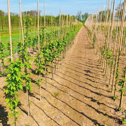 Canne bambù resistenti - canne,