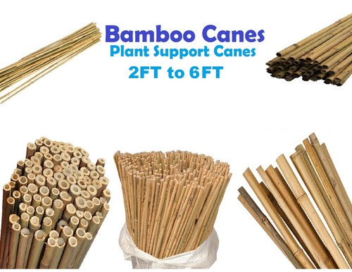 Canne bambù resistenti - di,