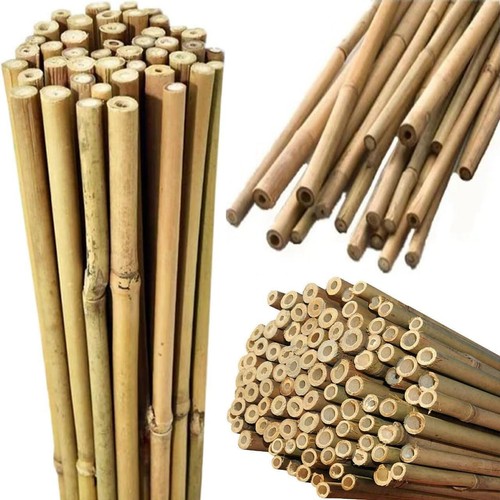 Canne bambù spesse - di,