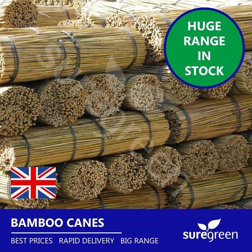 Canne bambù suregreen - bambù,