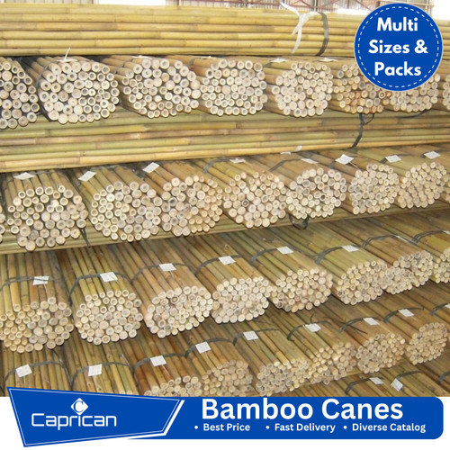 Canne bambù spesse - canne, di